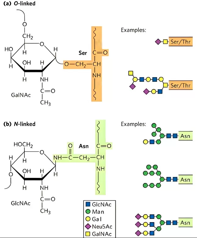 Diagram of N-Linked Glycosylation and O-Linked Glycosylation